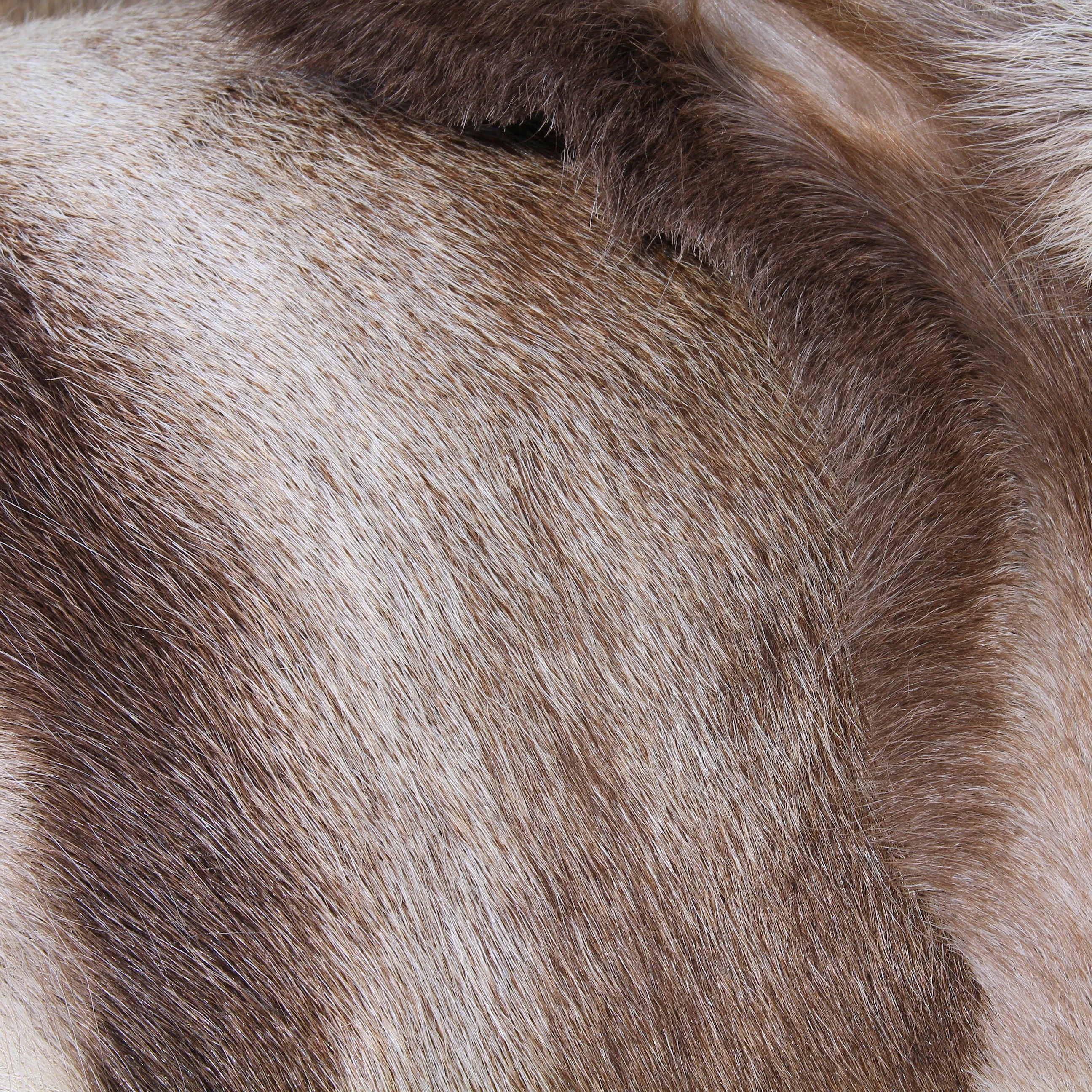 Scandinavian Reindeer Skin, Indoor - Image 4